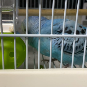 キラのストレスの画像