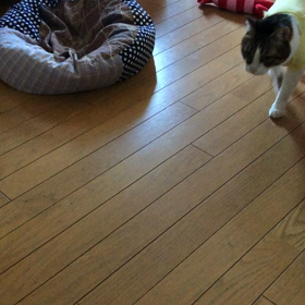 歩数アプリこれが一番！あー危ないやめて〜にゃんず。の画像