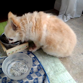 明日になれば。ネタは有るのに。の画像