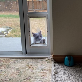 ペットドアの画像