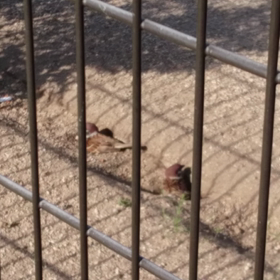 すなあび。の画像