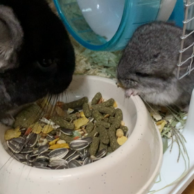 仲良く生後24日目の画像