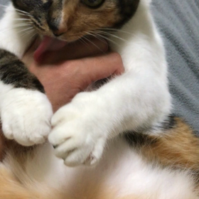 万能薬の画像