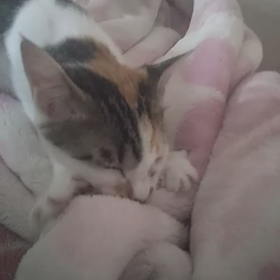 モミモミ、ゴロゴロの画像