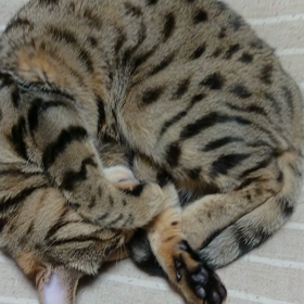 可愛くて、可愛くての画像