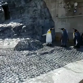 ペンギンのケンカの画像