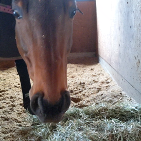 ただ馬が草を食べる動画　ＤＤ編の画像