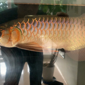 アジアアロワナ スーパーレッド！！の画像