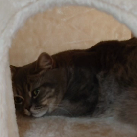 うちの子にかぎっての画像