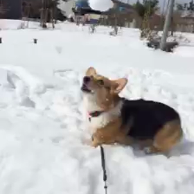 雪玉とコロンの画像