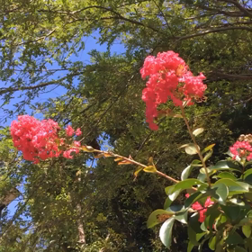 夏がきたー！！！の画像