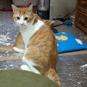 白太のあやし方の画像