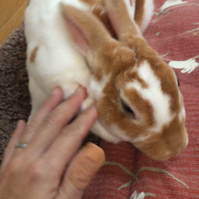 こたつとマロンの画像