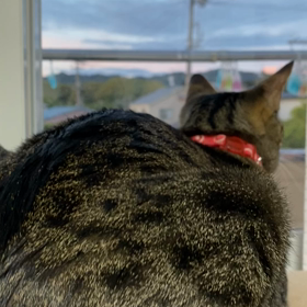 鳥をロックオンの画像