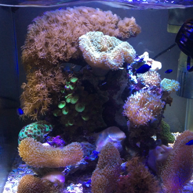 水槽動画です！の画像