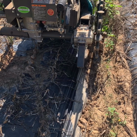 玉ねぎの収穫の画像