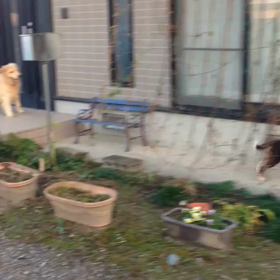 マロンがうちに来て1年が過ぎまし  たの画像