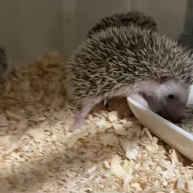 5/1生まれの、ハリベビーの画像