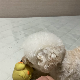 まるちゃん船長〜動画の画像