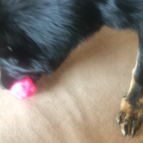 パピパピ！あぉ〜ん！の画像