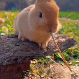 うさちゃん動画編集の画像