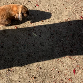 うさぎバター化計画の画像