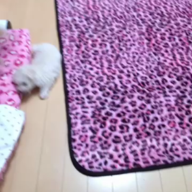 しぇる と ぱぁる の距離の画像