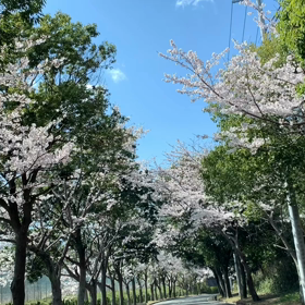 桜のトンネルとコロナウィルス感染7つの対策の画像