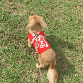 お散歩〜の画像