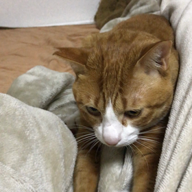 インフルエンザの画像