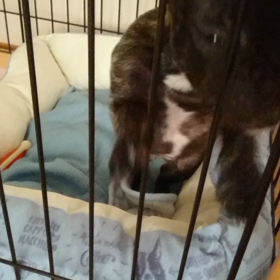 若き頃のリアン(*｀艸´)の画像