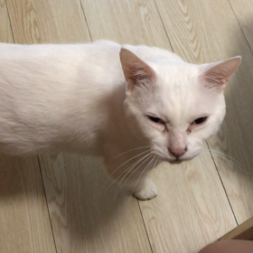 おとこのこ  の  こえの画像