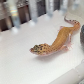 イモリモドキの画像