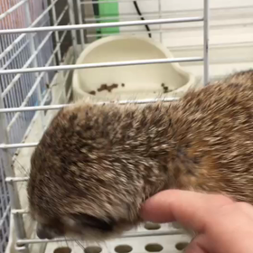 ミーアキャットやってきました！の画像