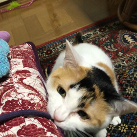 みーちゃん紐の画像