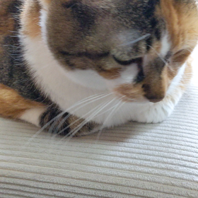 お手手ないないのうたの画像