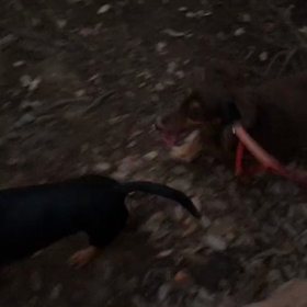 ♪お散歩動画♪代々木公園♪の画像