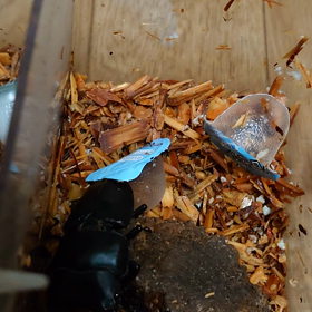 荒ぶる彼の画像