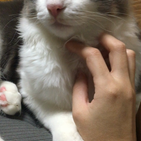 銀ちゃん初動画出し(=^x^=)今日はクリスマスツリーの日の画像