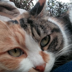 【術後3.5日】聖帝サウザーとピグモンの画像