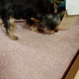 棗のハウスの画像