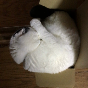 かなりキツキツ（笑）の画像