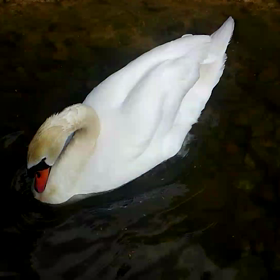 食った？食われた？　No. 1の画像