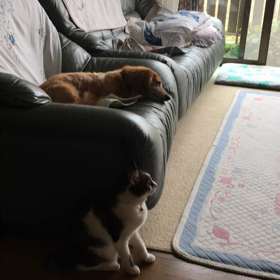 実家5日目、生協頼むも…娘…、癒されて…の画像