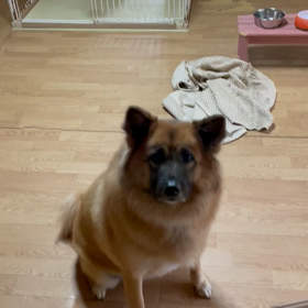 マロさんのお祓いと元気注入の画像