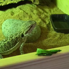 コーラのエサの食べ方が可愛すぎ問題の画像