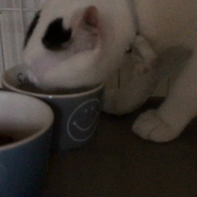 朝ごはんの画像