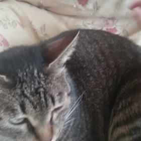 トラミさん動画1の画像