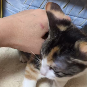 里親様募集中 さとちゃんの画像