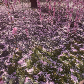 枝垂れ梅の画像